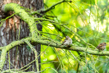 Passer domesticus pertenece a la familia de Passeridae.