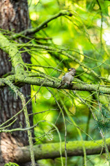 Passer domesticus pertenece a la familia de Passeridae.