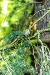 Passer domesticus pertenece a la familia de Passeridae.