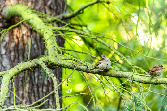 Passer domesticus pertenece a la familia de Passeridae.