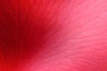 Close Up Red Pink Gradient Texture of Flower Petal