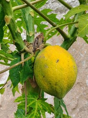 fruit on tree