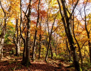 Autumn forest bathed in sunlight (1)