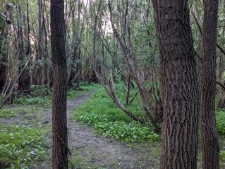 path in the forest