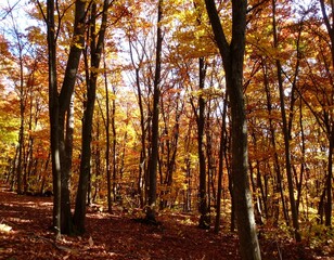 Obraz premium Autumn forest bathed in sunlight