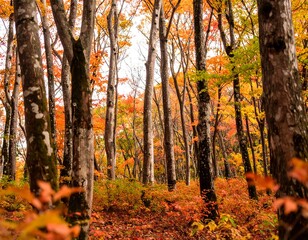 Autumn forest canopy (2)