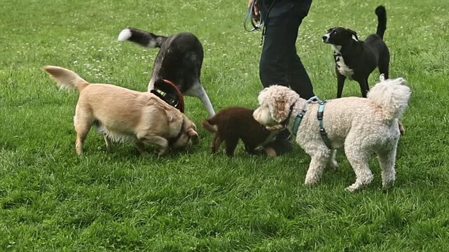 Group of dogs are playing in a grassy field