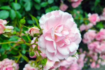 Delicate Pink Roses with Dewdrops in Lush Garden Setting