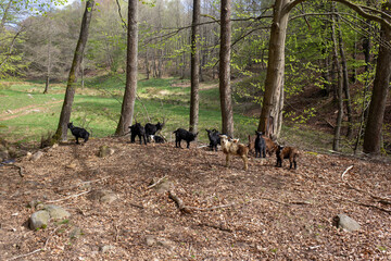 Lambs exploring forest edge on sunny spring day