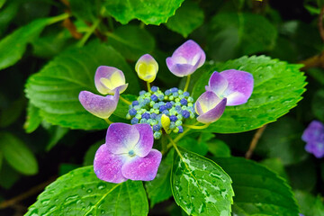 Vibrant Hydrangea Bloom with Dew-Studded Leaves in Garden Setting