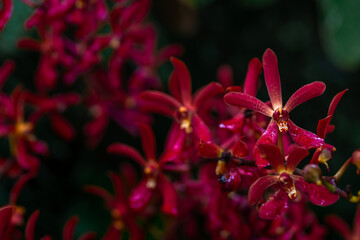 Flower - Renanthera against a blur background - a special orchid hybrid to commemorate Singapore's chairmanship