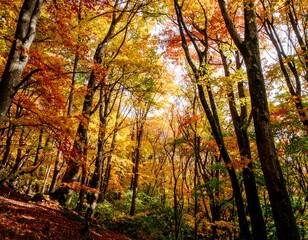 Autumn forest canopy. Sunlight filters through vibrant foliage