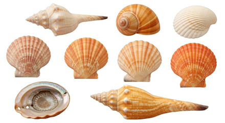Fototapeta premium Collection of Colorful Sea Shells on Transparent Background, Assorted Tropical Seashells Including Conch, Scallop, Abalone, and Spiral Shells for Beach, Marine, and Coastal Design 