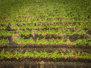 Vue aérienne prise avec un drone montrant des vignes dans la campagne française du sud de la...