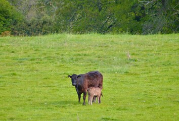 A brown cow stands in a green pasture nursing her calf. The serene rural scene is surrounded by lush grass and trees, capturing a quiet moment of nature and maternal care on the farm.