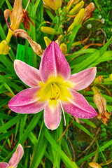 Vibrant Pink and Yellow Daylily Blossom with Dewdrops in a Lush Garden Setting