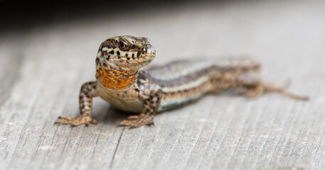 Lézard