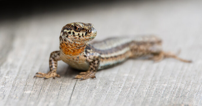 L&eacute;zard