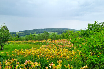 Scenic Summer Landscape with Rolling Hills and Vibrant Daylilies