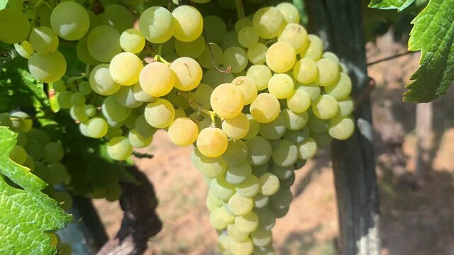 white grapes in the vineyard