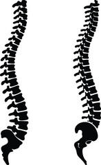 Two human spinal columns side by side black silhouette
