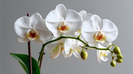 Obraz premium Elegant White Orchid Blooms with Delicate Petals Against a Soft Grey Background