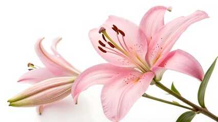 Naklejka premium plant, flower, pink, lily, nature, beauty, spring, bloom, isolated, blossom, garden, flora, flowers, white, petal, floral, orchid, beautiful