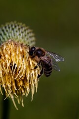 Bee collecting pollen from a vibrant yellow flower against a blurred green background.
