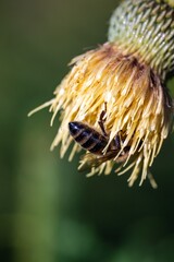 Close-up of a bee collecting nectar from a yellow flower with a blurred green background.