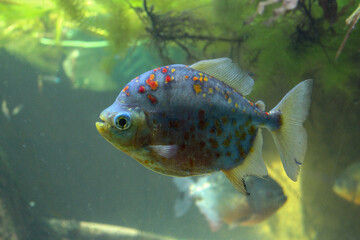 close up view of a fish 