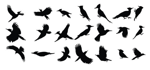 set of woodpecker bird silhouettes