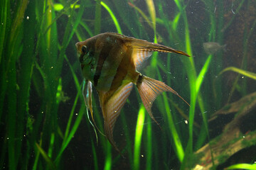 angle fish in the tank