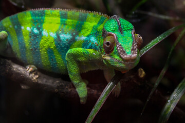 close-up of a green chameleon