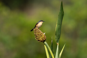 A small, vibrant Ashy prinia perched on a millet flower spike, feeding on seeds, against a vibrant...