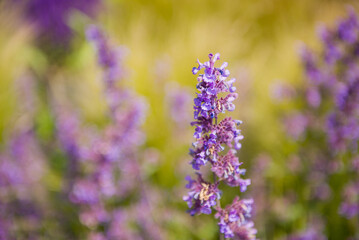 Spring flowers under sunlight. Lilac flowers close up. Beautiful landscape of nature with a...