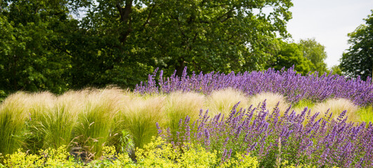 Spring flowers under sunlight. Lilac flowers close up. Beautiful landscape of nature with a...