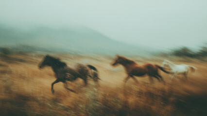 Three Horses Galloping Through a Rainy Meadow with Motion Blur