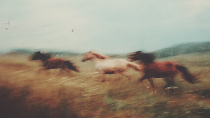 Three Horses Galloping Through a Rainy Meadow with Motion Blur