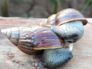 two snails are breeding or mating