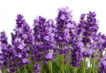 Obraz premium Close-up of vibrant purple lavender blossoms