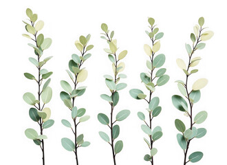 Delicate eucalyptus stems with soft green leaves isolated on transparent background