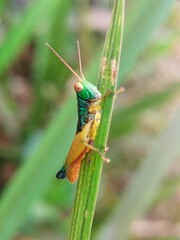 macro photo of a green grasshopper perched on a rice leaf