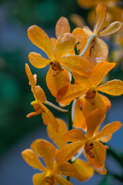 Анустың құрылысы: анальды вена