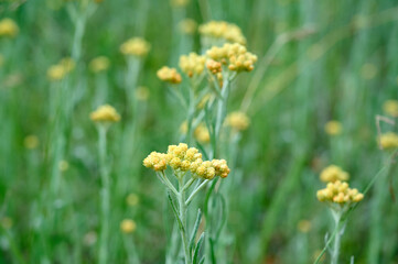 Close up view of helichrysum arenarium, immortel on natural background.