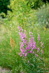 Fototapeta premium Pink purple flower chamaenerion angustifolium blooming in the meadow.