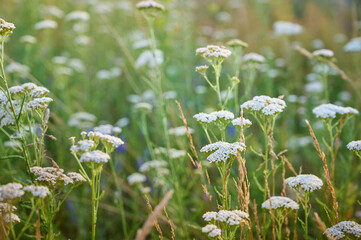 Common yarrow (Achillea) white flowers close up. Medicinal organic natural herbs, plants concept....
