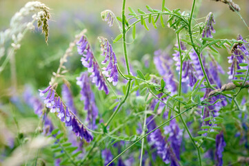 Fragrant summer sunny meadow with Vicia cracca flowers.