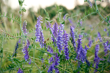 Fragrant summer sunny meadow with Vicia cracca flowers.
