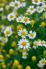 Fototapeta premium Matricaria chamomilla flowers on meadow. Herbal plant.