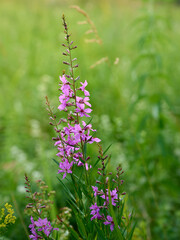 Pink purple flower chamaenerion angustifolium  blooming in the meadow.